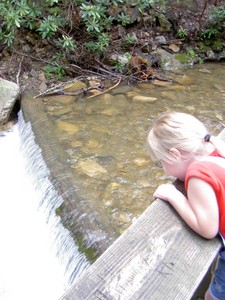 Bailey checking out Horse Creek from a viewing platform at the picnig area.