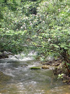 More Mountain Laurel blooming and the creek.