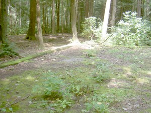 I assume this was a parking area if the Poplar Cove Trail was travelable by vehicles some years ago?