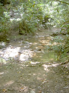 A creek crossing on the Petes Branch Trail