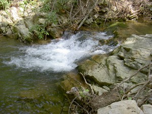 Back at the recreation area, Horse Creek is moving a fair amount of water today