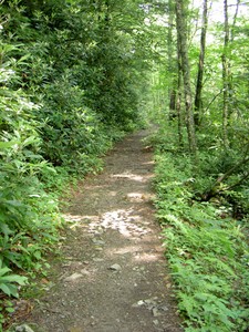 Most of the trail was very nice, lined with Laurel, wide and clean.