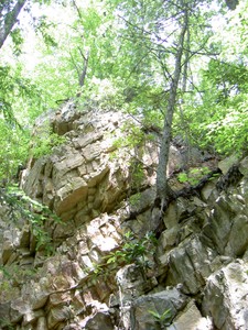 A tree growing on the side of one of those manmade cliffs, hanging on for dear life.