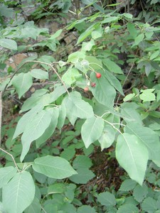 Some berries were just beginning to get ripe.