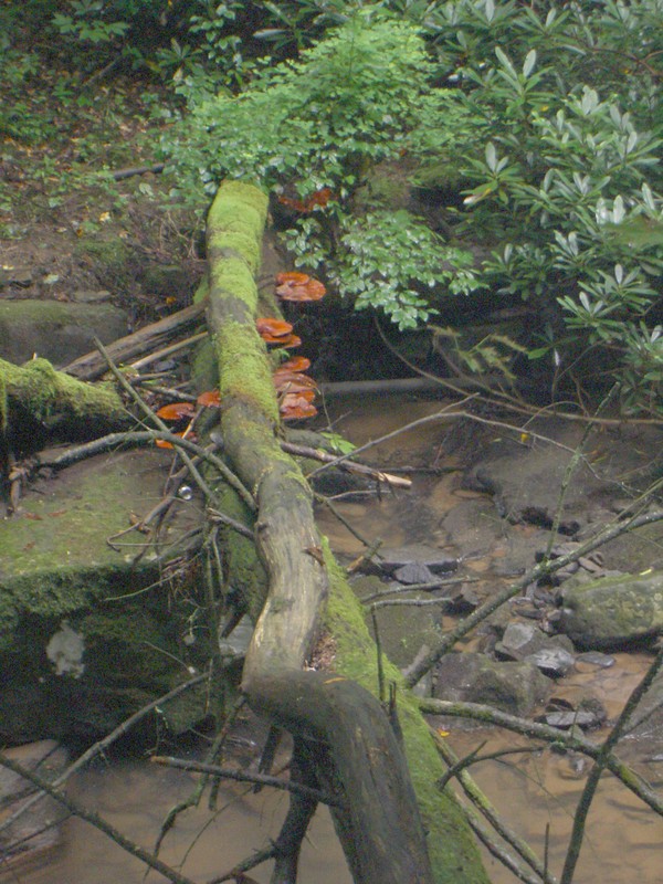 Some more interesting red mushrooms growing on a log lying across the creek.