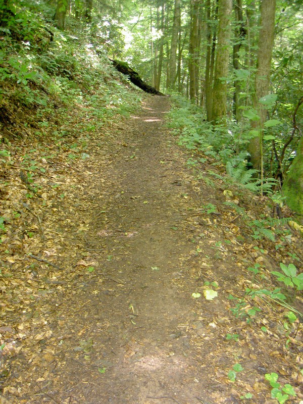 A good trail except for MUD! Some serious ditching work needs done in multiple spots. Springs run for 50 yards down the middle of the trail in multiple spots making for a muddy mess.