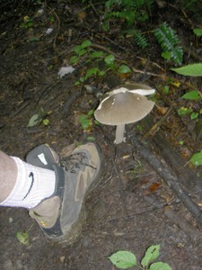 Pretty big mushroom I spotted beside the trail.