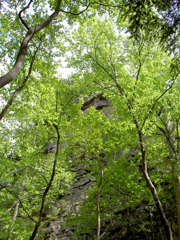 More trees and a bit of Cathedral Rock. There are no real clear views of it for the trees.