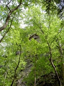 More trees and a bit of Cathedral Rock. There are no real clear views of it for the trees.