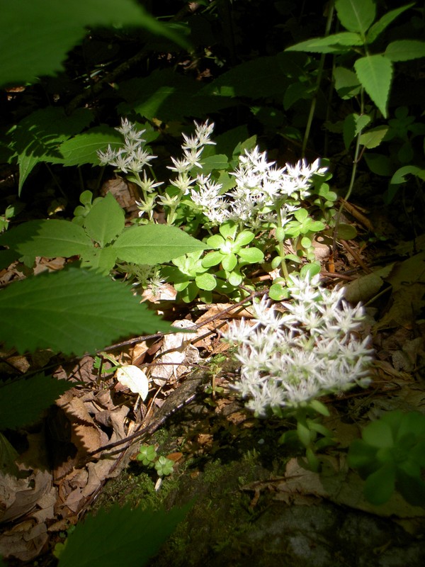 Wildflower. The light was coming through the trees just as it appears.