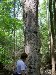 Some perspective on the size of some of the trees.