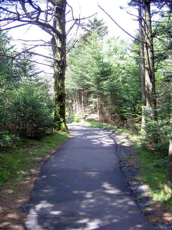 Lots of nice shady intersecting walkways.