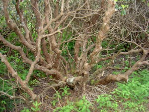 Old and gnarled.