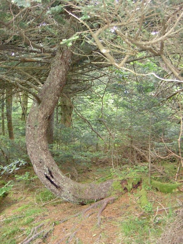 Interesting tree. Windblown at an early age?