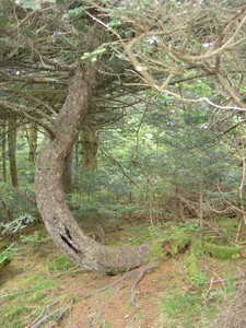 Interesting tree. Windblown at an early age?