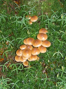 Interesting mushrooms growing in the moss along the Rhododendron Gardens walkways.