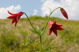 Grays Lillies at Round Bald