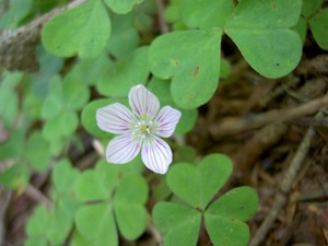 Common Wood Sorrel