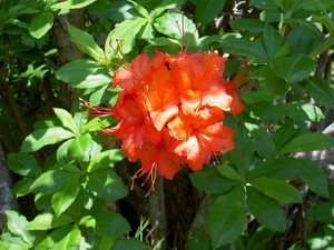 There were still a few Flame Azalea