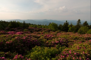 Rhododendron Gardens