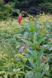 Gray's Lillies just getting started