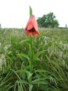 Found only a few Grays Lillies