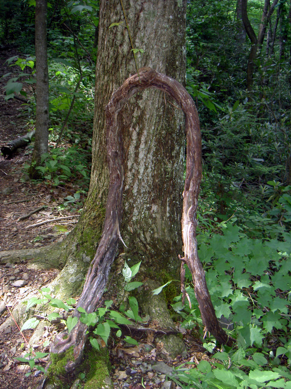 An interesting grapevine on the way up.