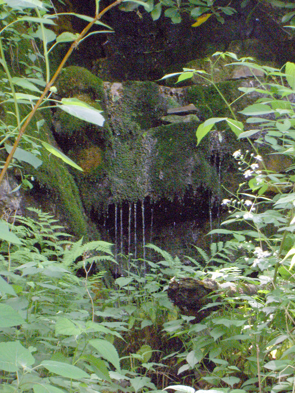 Interesting little spring beside the trail.