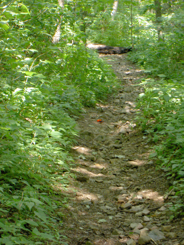 Some of the slickest wet/moss-covered rocks I've seen on a trail. Pay very close attention to where you're stepping or you'll twist an ankle.