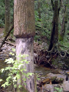 Some of the creek crossings have a log to walk on and steel cable for support. Notice how this one has killed the tree it's attached to though.