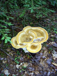 A large mushroom we spotted on the way out back at the camping area.