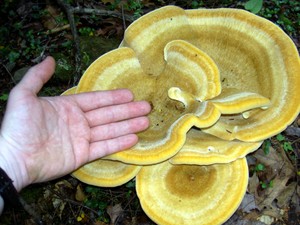 To givew you an idea of the size of that mushroom.