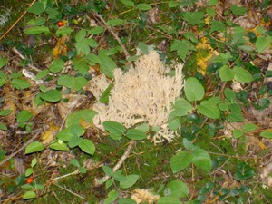 Some of that mushroom/lichen/??? that looks kind of like coral