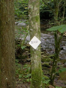 Lots of trees on the walk up the road have these signs on them. Also dead trees have orange marks painted on them, I assume they'll be cut?